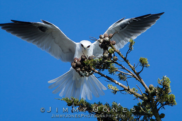 White-tailed Kite
