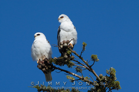 White-tailed Kites