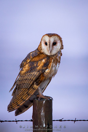 Barn Owl