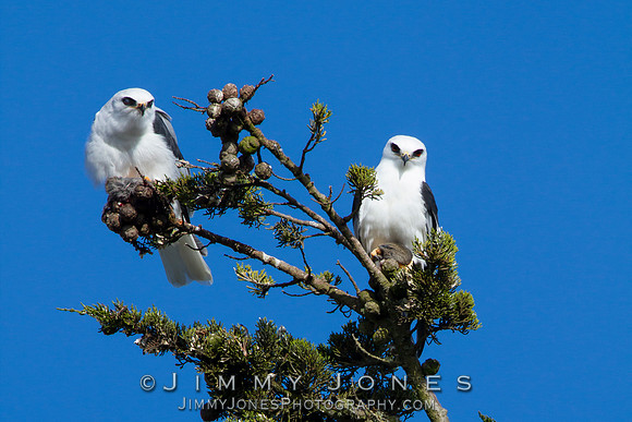 White-tailed Kites