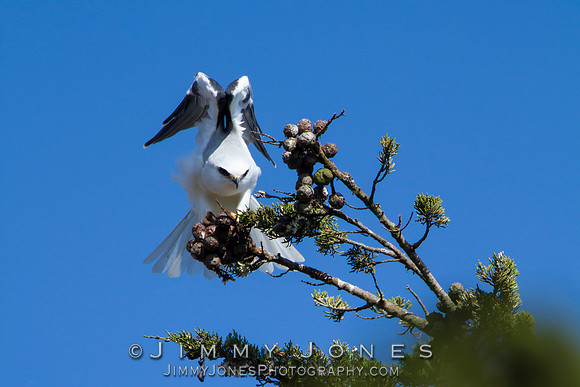 White-tailed Kite