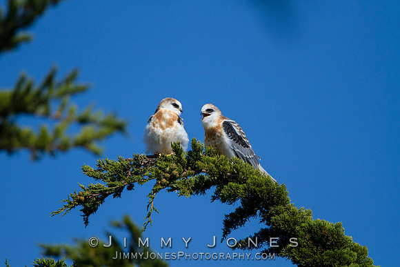White-tailed Kites (Juveniles)