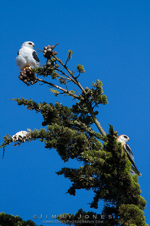White Tailed Kites