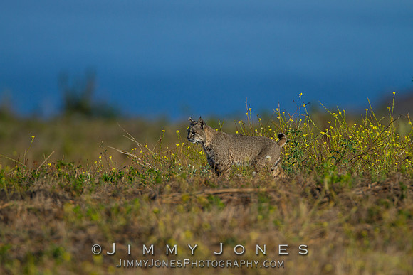 Bobcat