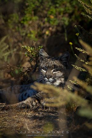 Bobcat