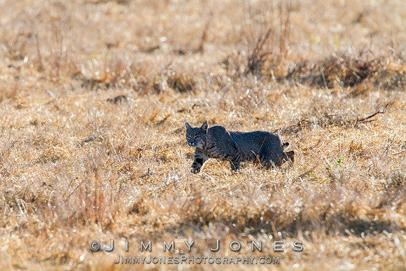 Bobcat