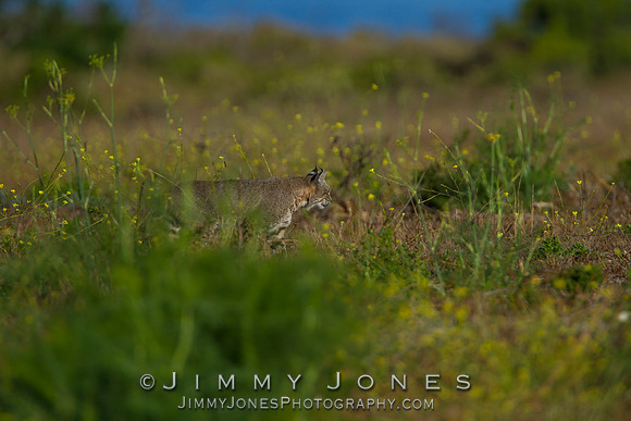 Bobcat