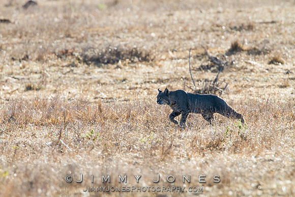 Bobcat