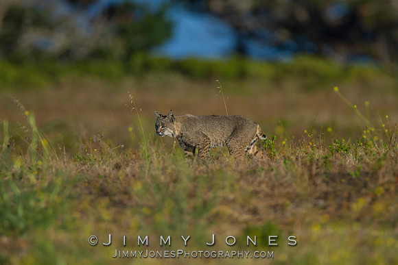 Bobcat