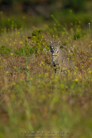 Bobcat