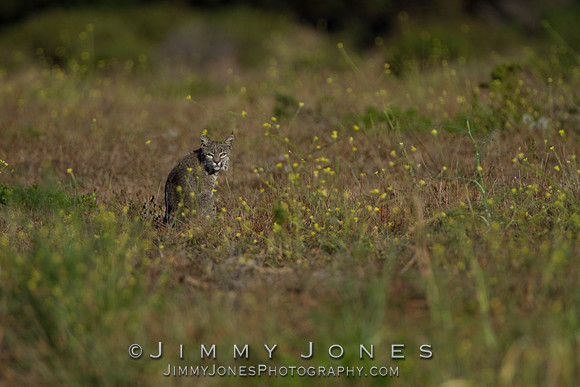 Bobcat