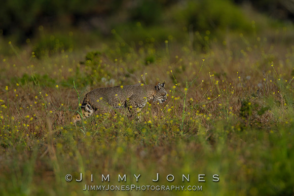 Bobcat