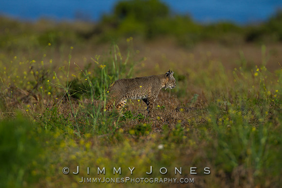 Bobcat