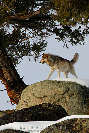 '06 Female / Gray Wolf - CS/P0017