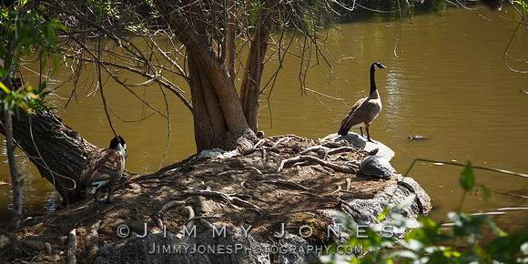Canada Goose / Nest