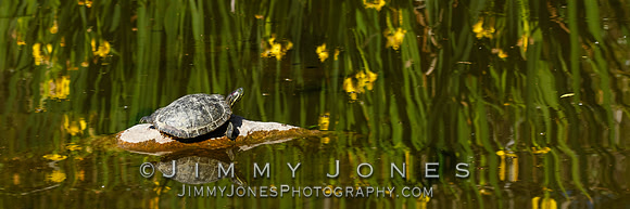 Red-eared slider