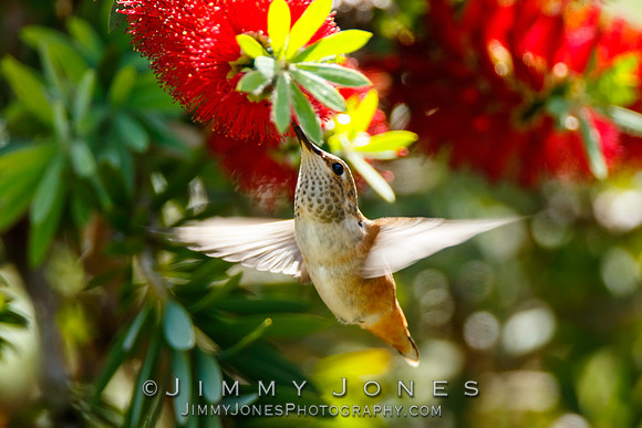 Allen's Hummingbird / Juvenile