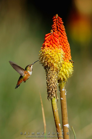 Allen's Hummingbird