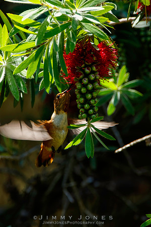 Allen's Hummingbird / Juvenile