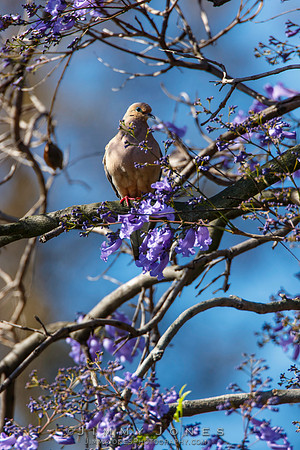 Mourning Dove