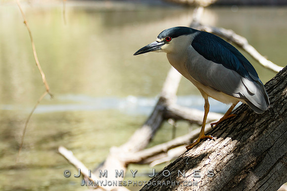 Black-crowned Night Heron