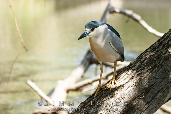 Black-crowned Night Heron