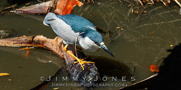 Black-crowned Night Heron