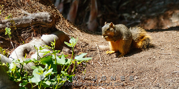 Squirrel