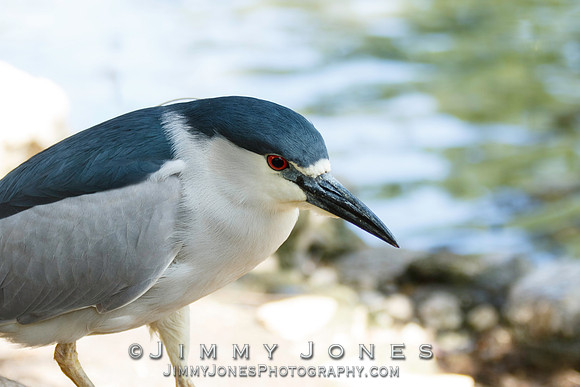 Black-crowned Night Heron