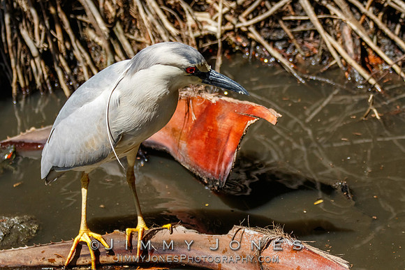 Black-crowned Night Heron