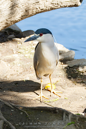 Black-crowned Night Heron