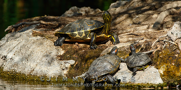 Red-eared sliders