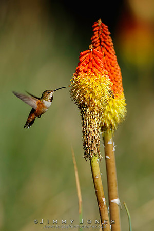 Allen's Hummingbird