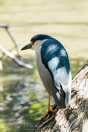 Black-crowned Night Heron
