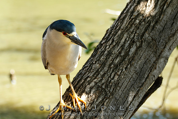 Black-crowned Night Heron