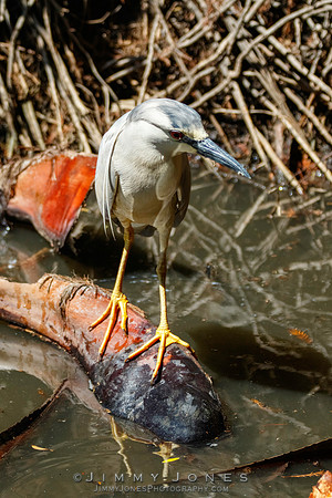 Black-crowned Night Heron