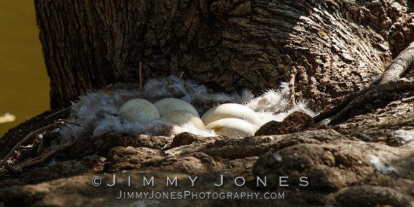 Canada Goose / Nest