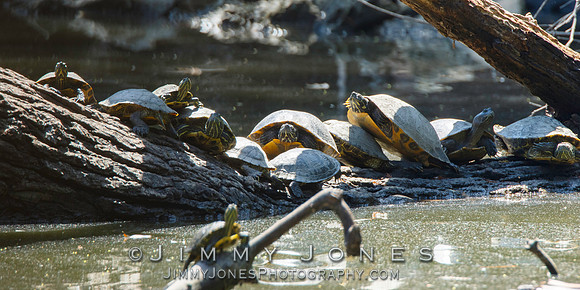 Red-eared sliders