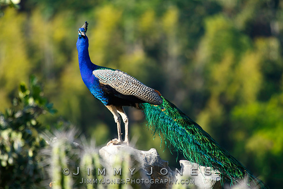 Peacock