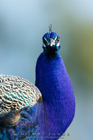Peacock