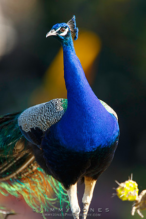 Peacock