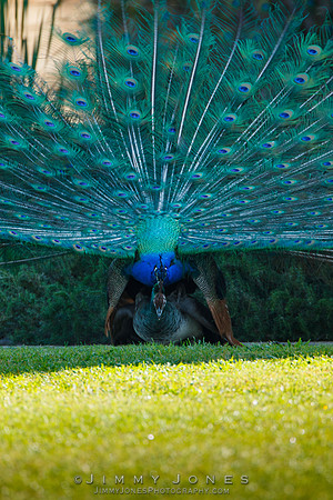 Peacocks Mating