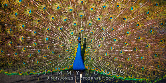 Peacock