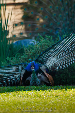 Peacocks Mating