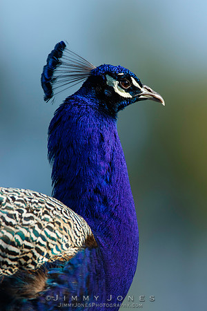 Peacock