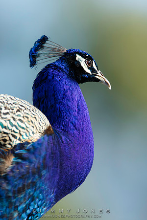 Peacock