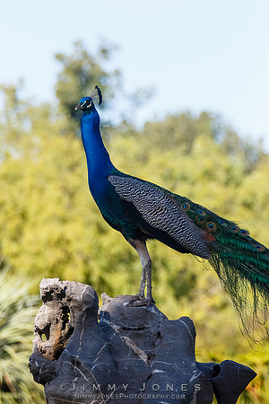 Peacock