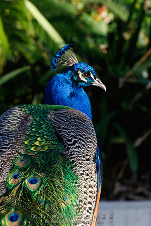 Peacock