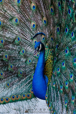Peacock
