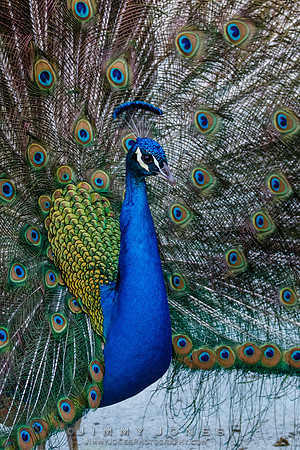 Peacock